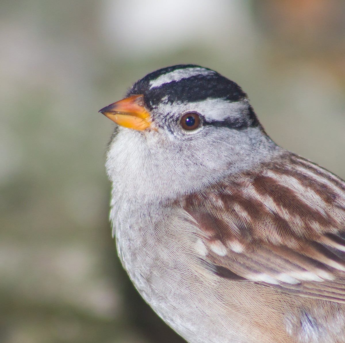 White-crowned Sparrow - ML378112001