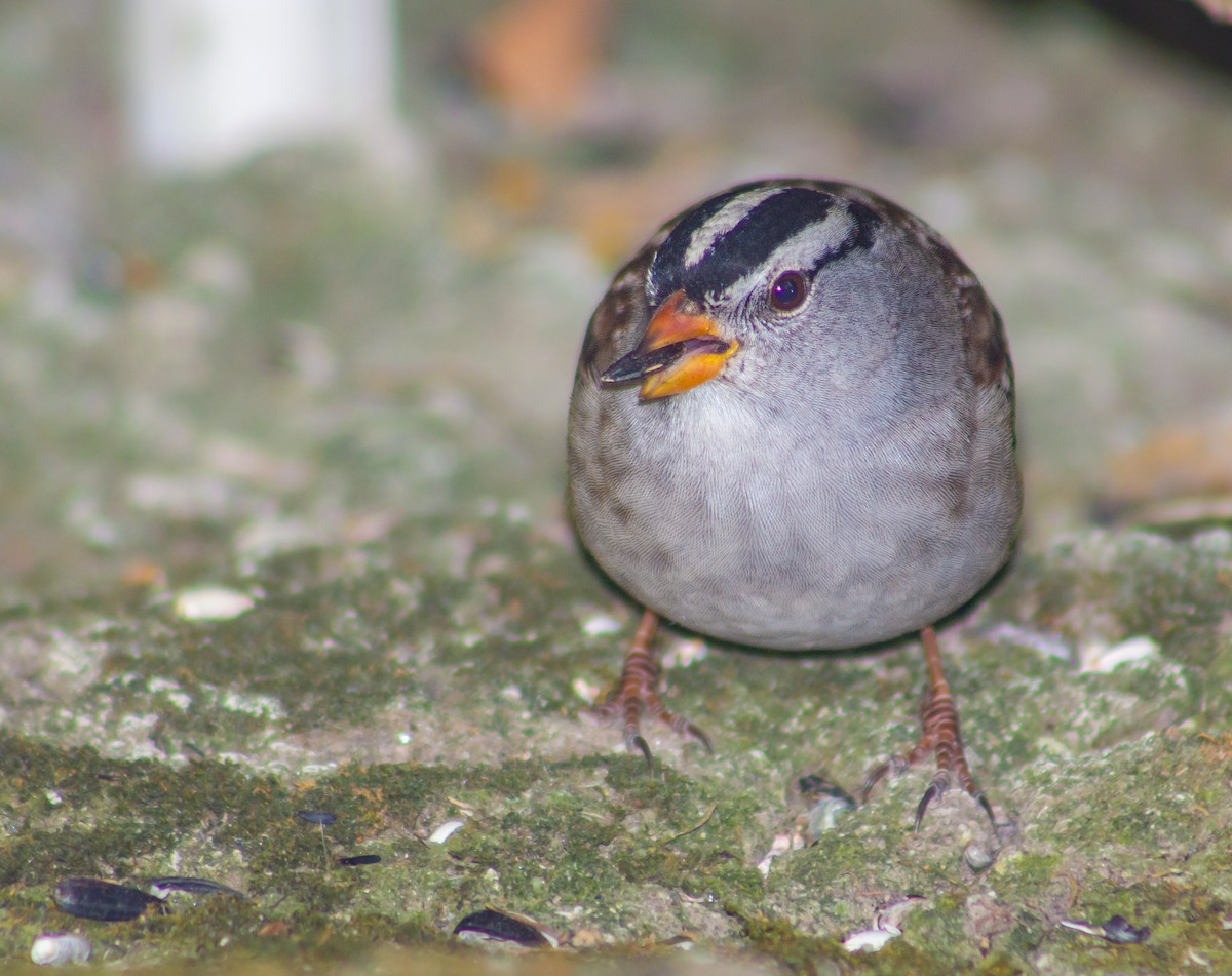 White-crowned Sparrow - ML378112051