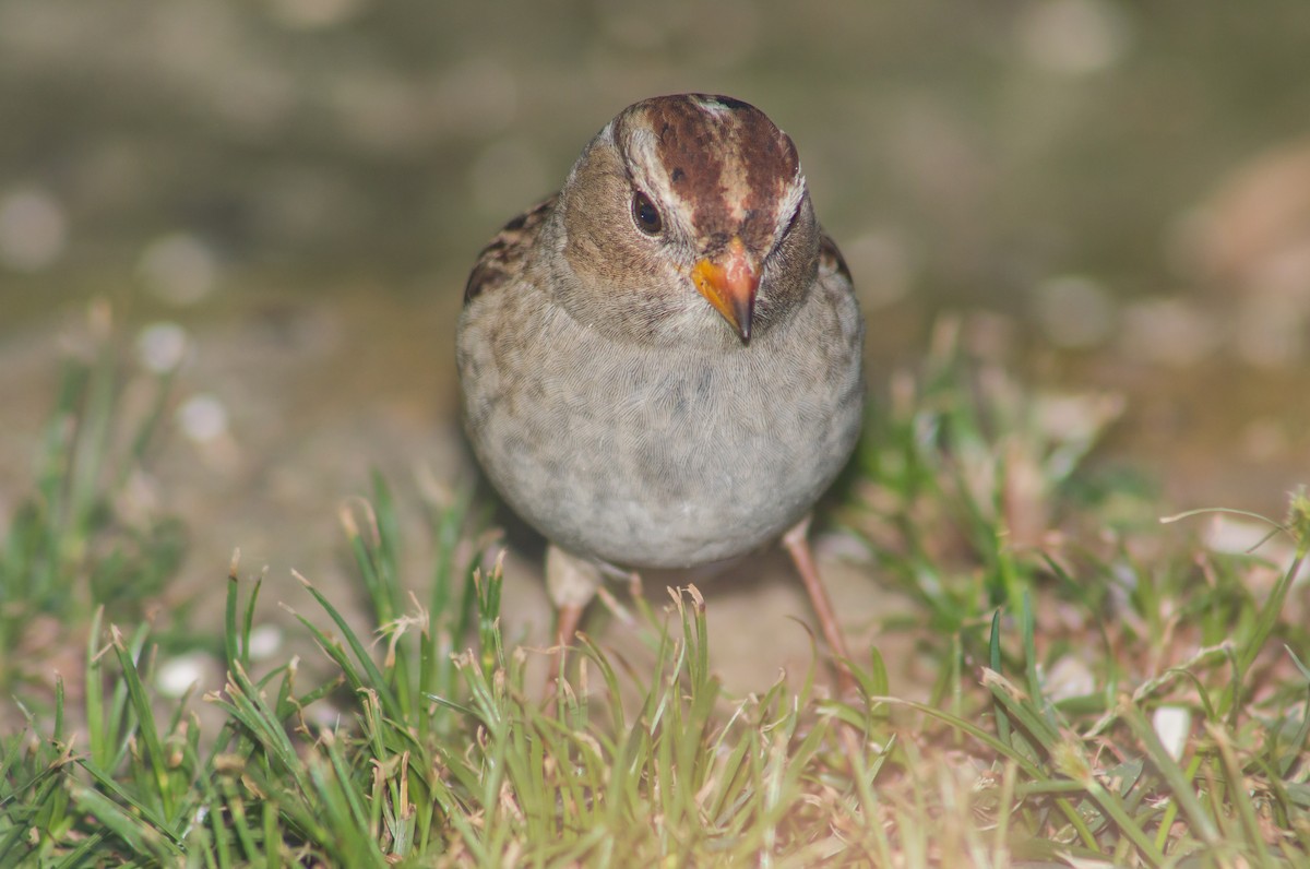 White-crowned Sparrow - ML378112081