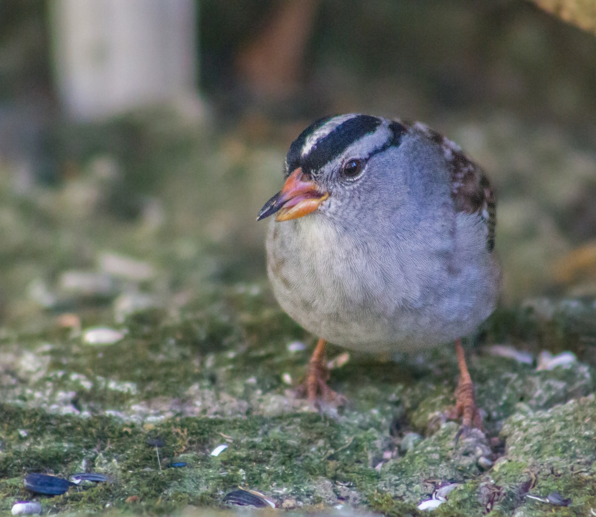 White-crowned Sparrow - ML378112091