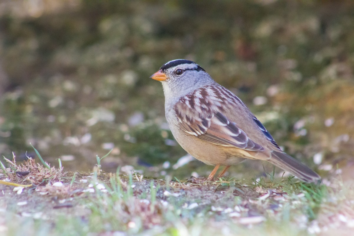 White-crowned Sparrow - Braxton Landsman