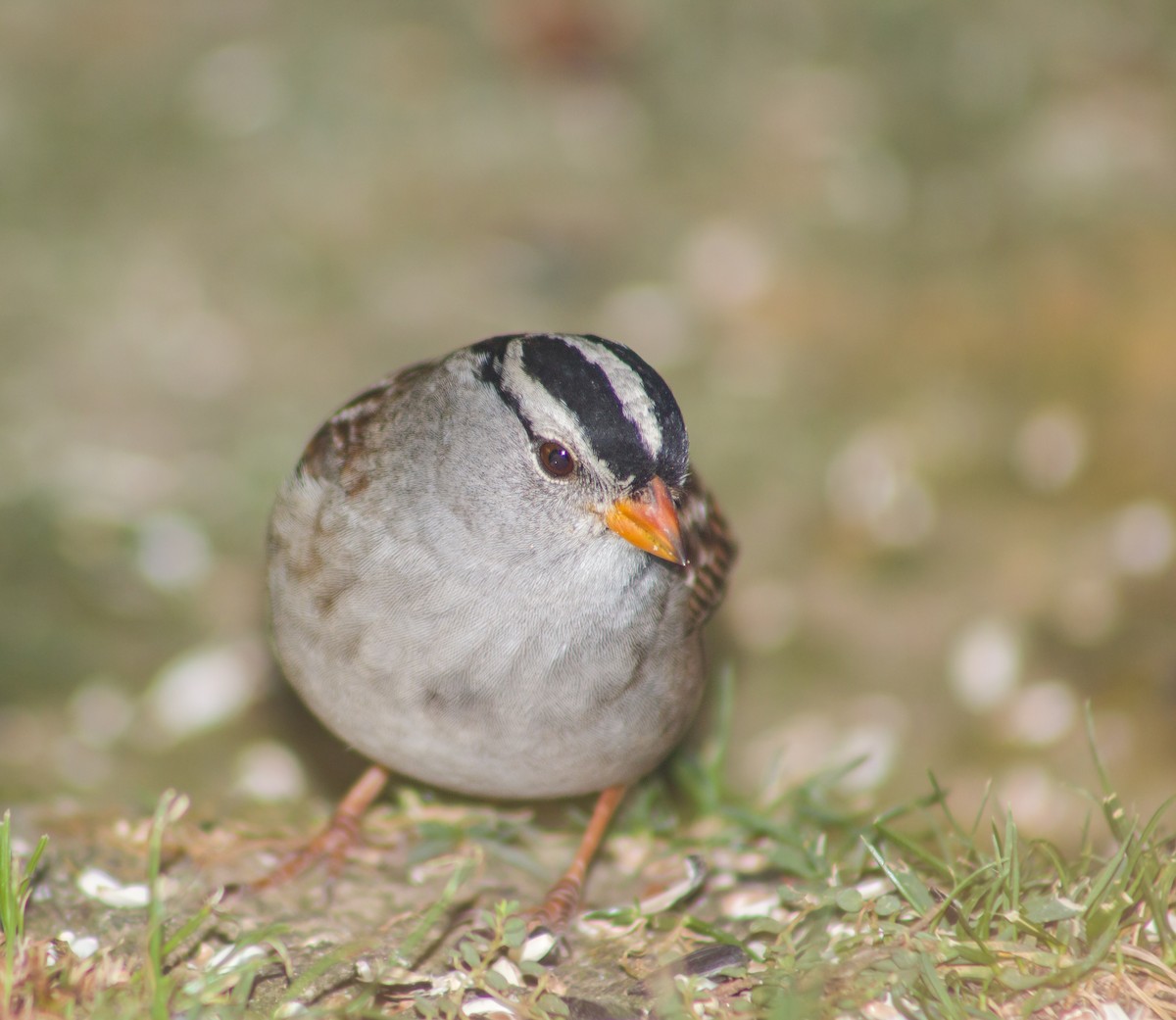 White-crowned Sparrow - ML378112191