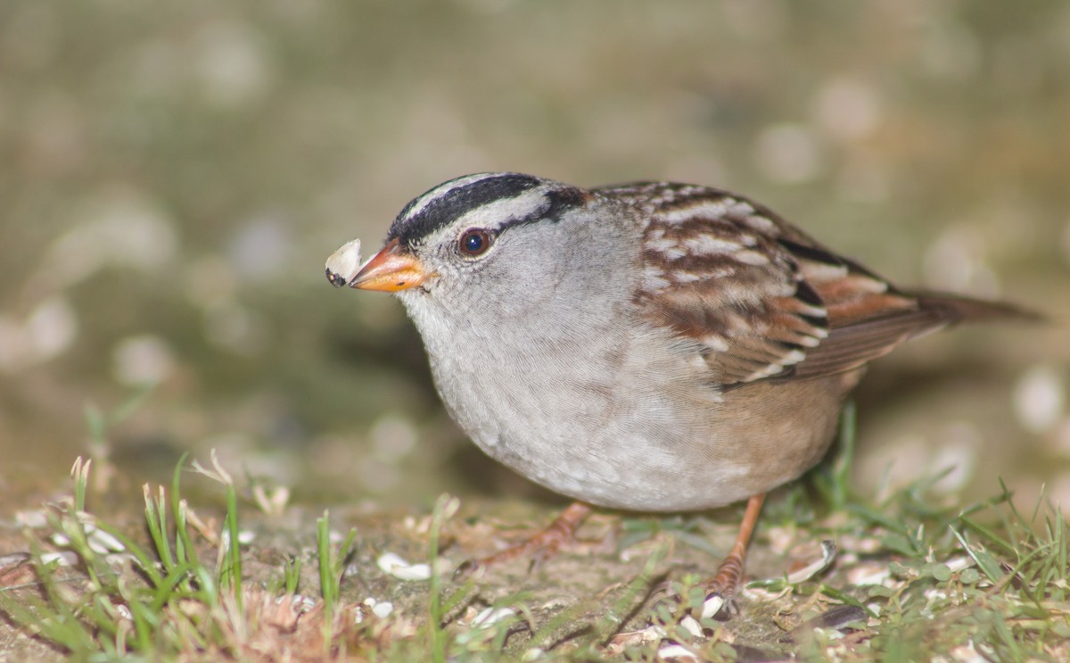 White-crowned Sparrow - ML378112211