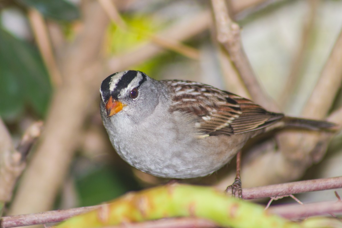 White-crowned Sparrow - ML378112221