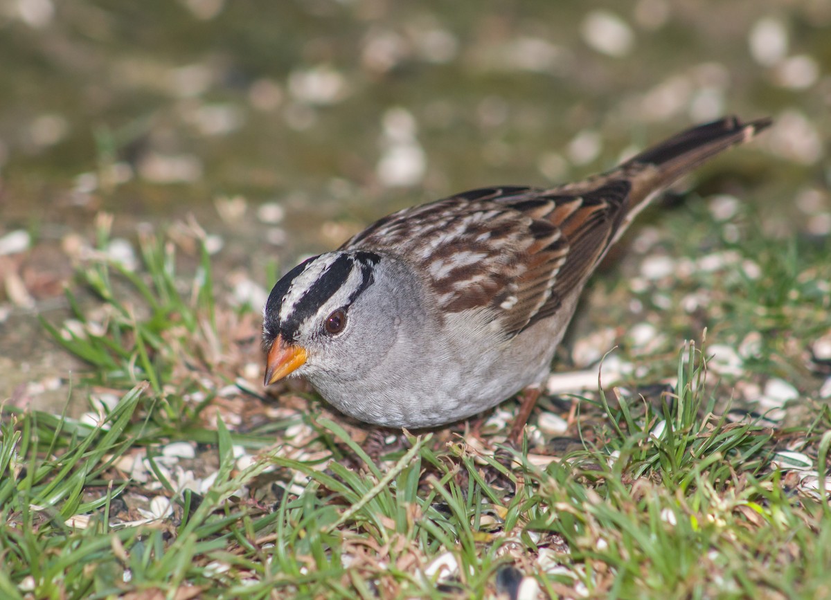 White-crowned Sparrow - ML378112231