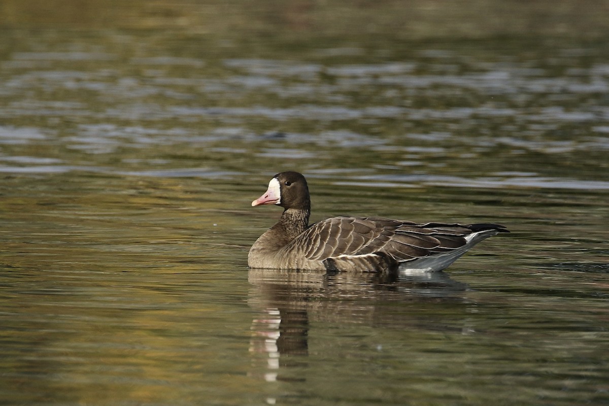 Greater White-fronted Goose - ML378114361