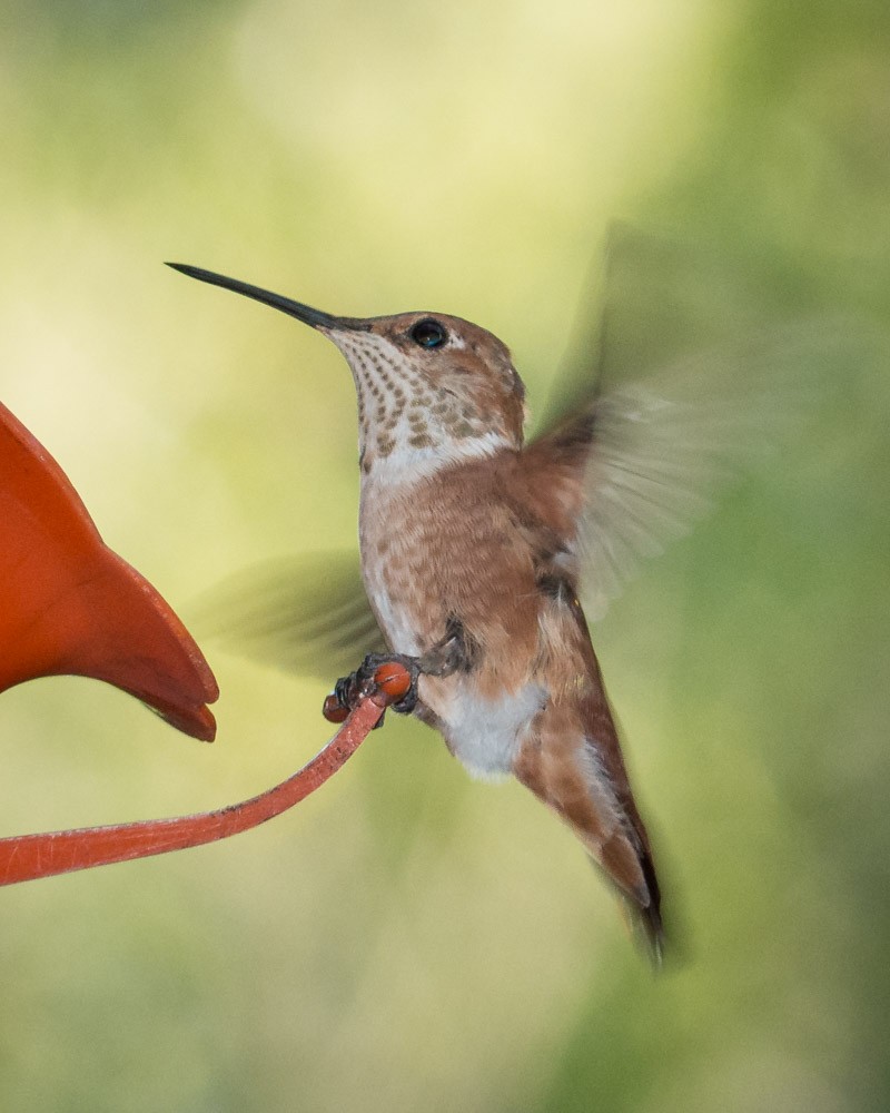 Rufous Hummingbird - Carl Miller