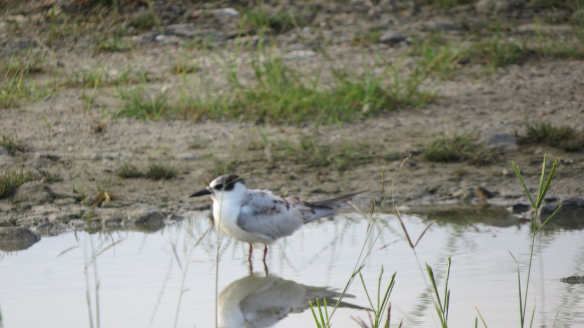 White-winged Tern - Niro Nobert
