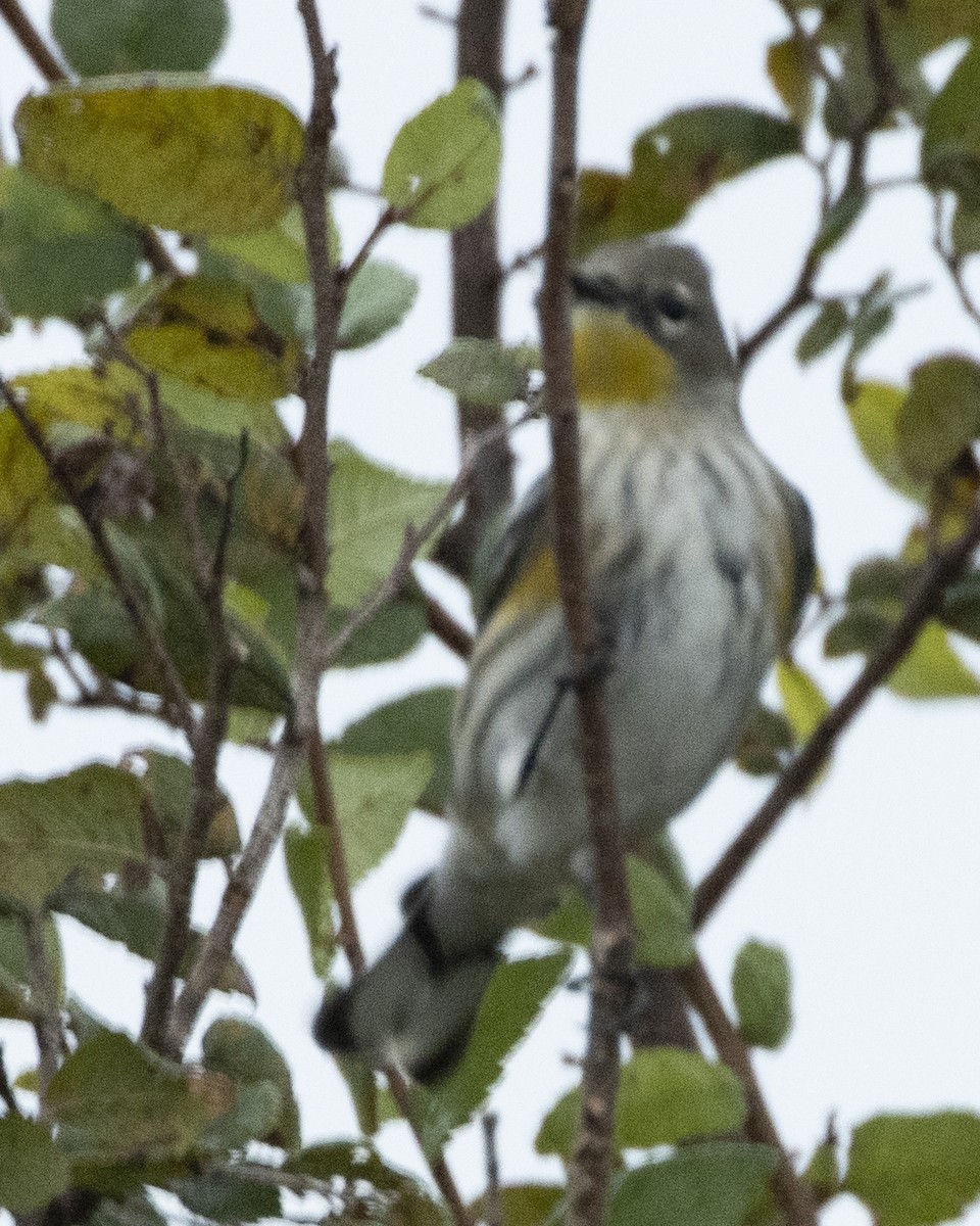 Yellow-rumped Warbler (Audubon's) - ML378119311