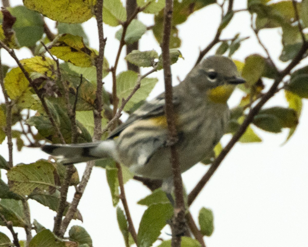 Yellow-rumped Warbler (Audubon's) - ML378119321