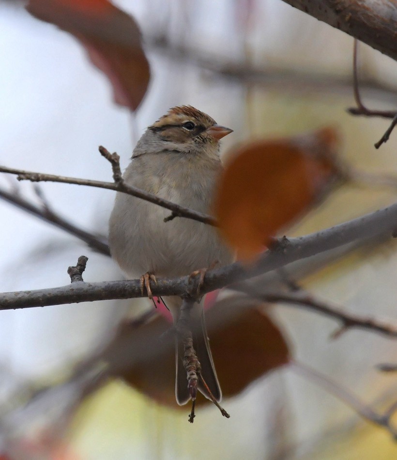 Chipping Sparrow - ML378120181