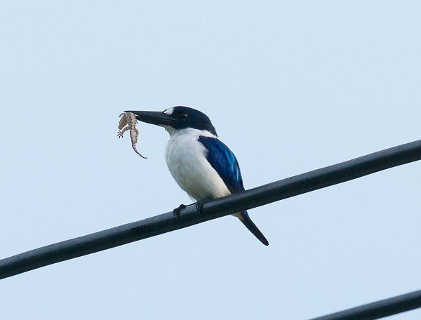 Blue-and-white Kingfisher - ML378122571