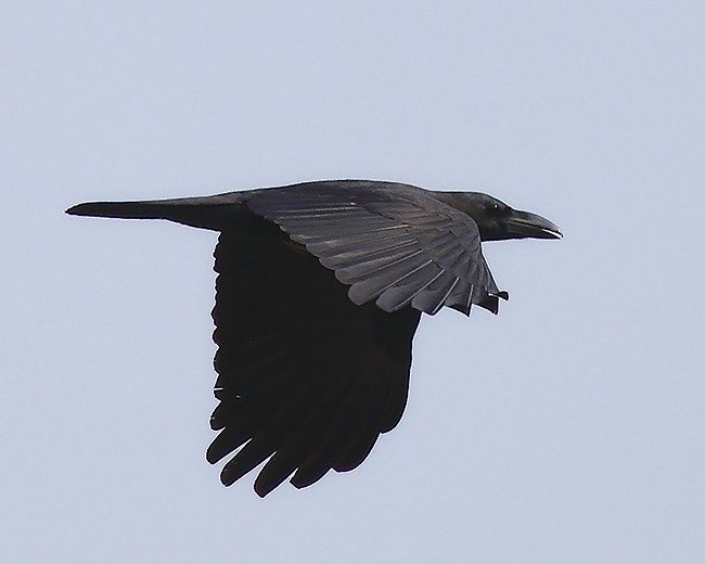 Large-billed Crow (Eastern) - ML378122801