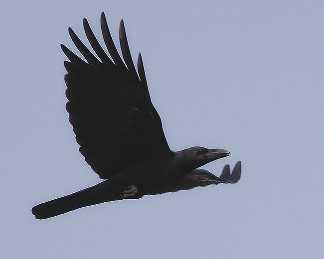 Large-billed Crow (Eastern) - ML378122811