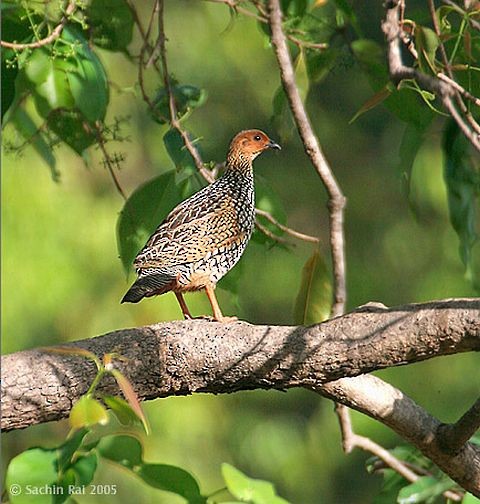 Painted Francolin - ML378125201