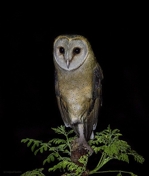 Barn Owl (Eastern) - ML378125881