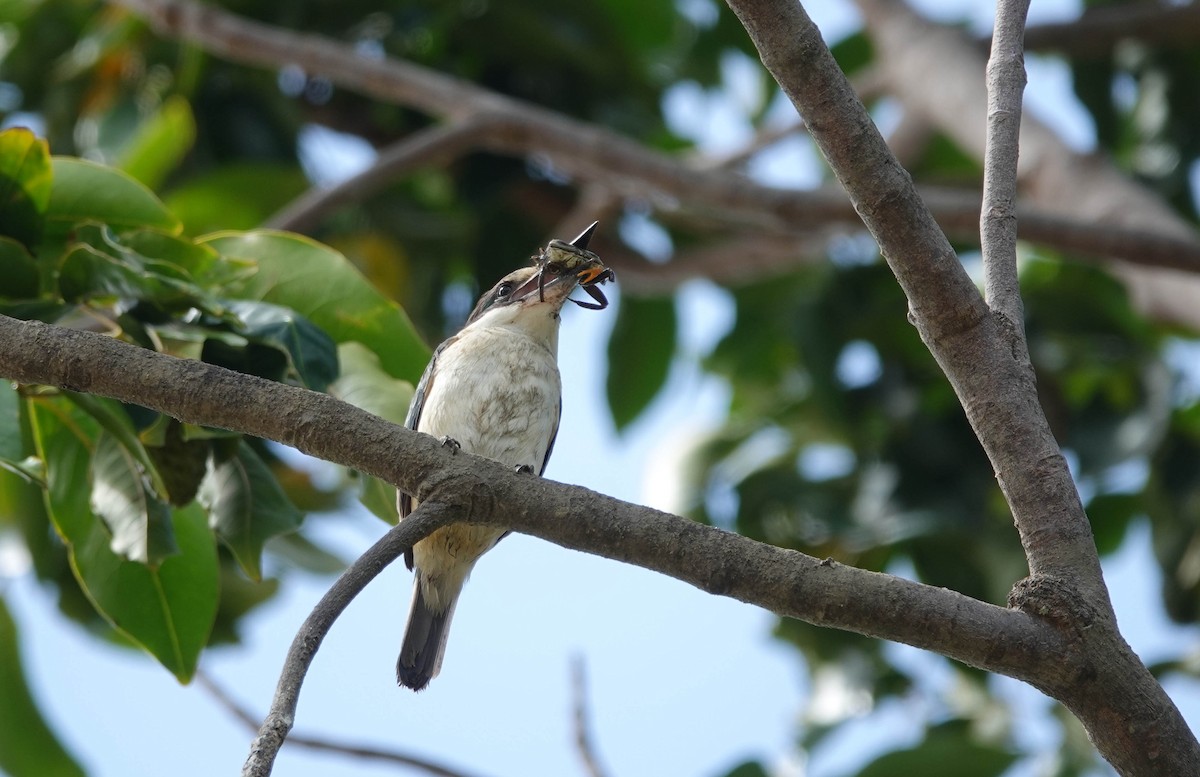 Torresian Kingfisher - Rosemary Lloyd