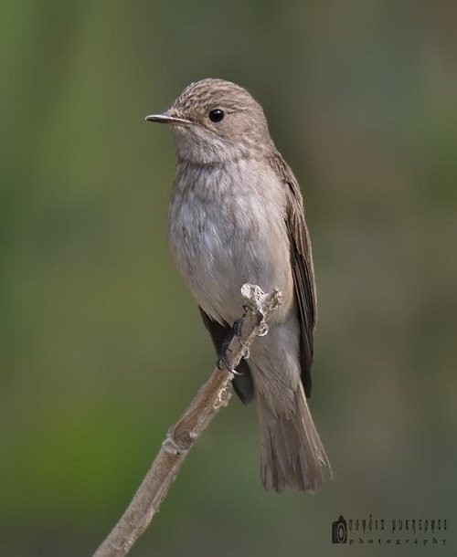 Spotted Flycatcher (Spotted) - ML378126331