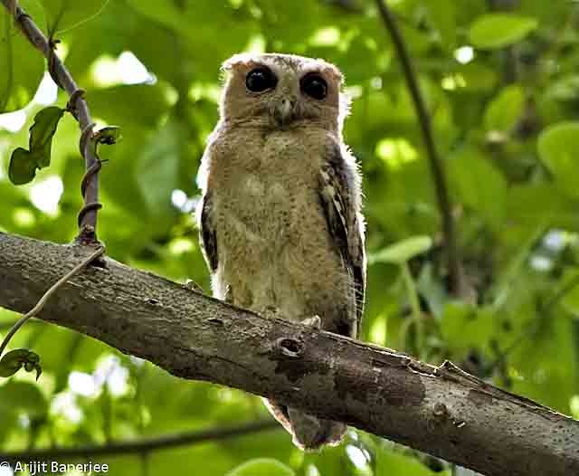 Photos - Collared Scops-Owl - Otus lettia - Birds of the World