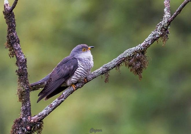 Himalayan Cuckoo - SAPON BARUAH
