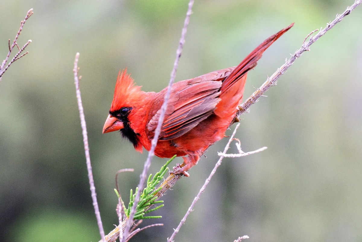 Northern Cardinal - Joyce Findley