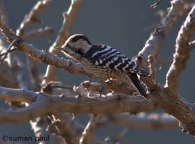 Gray-capped Pygmy Woodpecker - ML378134571