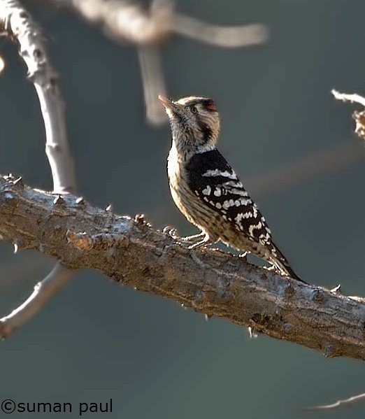 Gray-capped Pygmy Woodpecker - Suman Paul