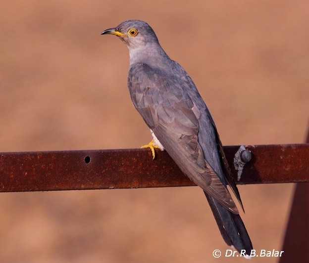 Common Cuckoo - Dr. Raghavji Balar