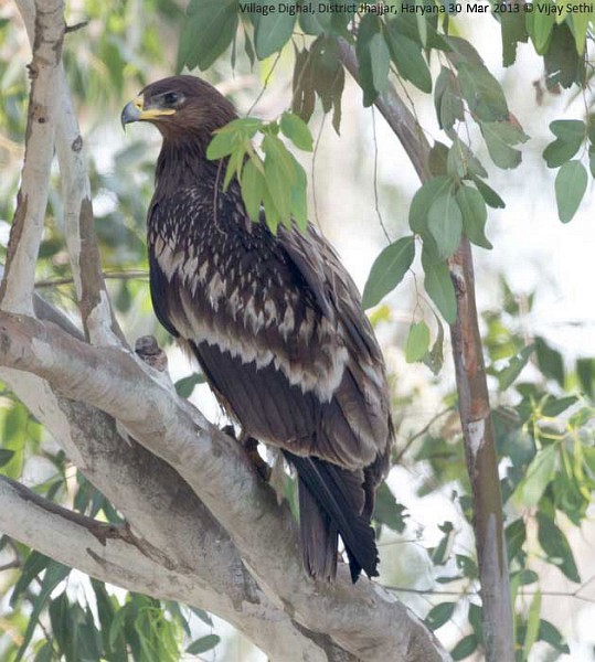 Greater Spotted Eagle - ML378135571