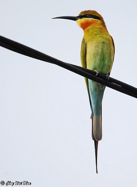 Blue-tailed Bee-eater - ML378136371