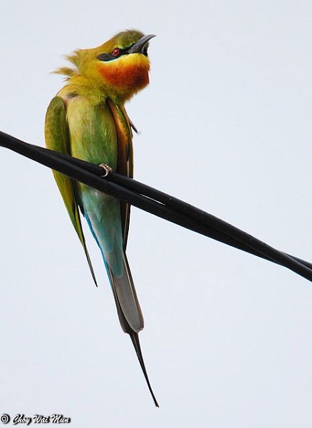 Blue-tailed Bee-eater - ML378136381