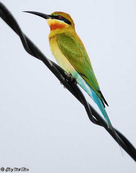 Blue-tailed Bee-eater - ML378136421