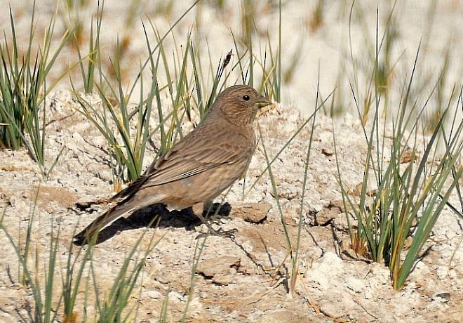 Great Rosefinch (Spotted) - ML378137041