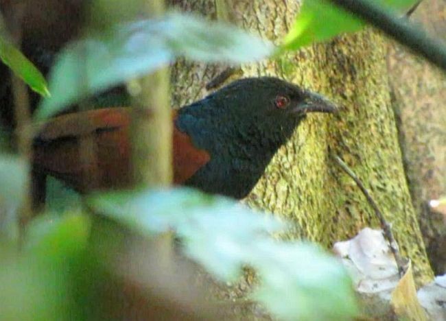 Short-toed Coucal - ML378137321