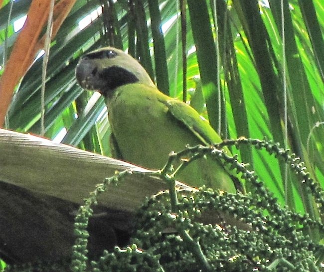 Nikobar Yeşil Papağanı - ML378137361