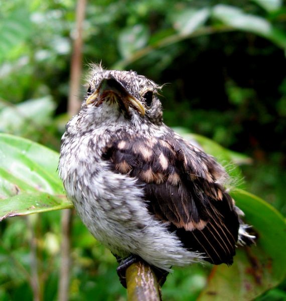 Sulawesi Brown Flycatcher - Iwan Hunowu