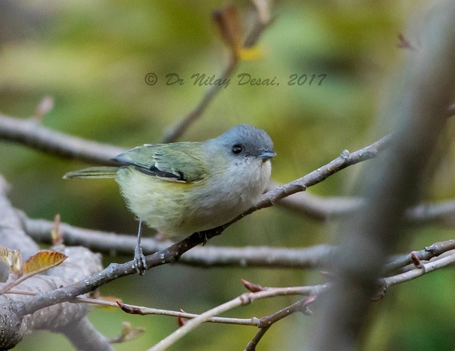 Green Shrike-Babbler (Black-crowned) - ML378139901