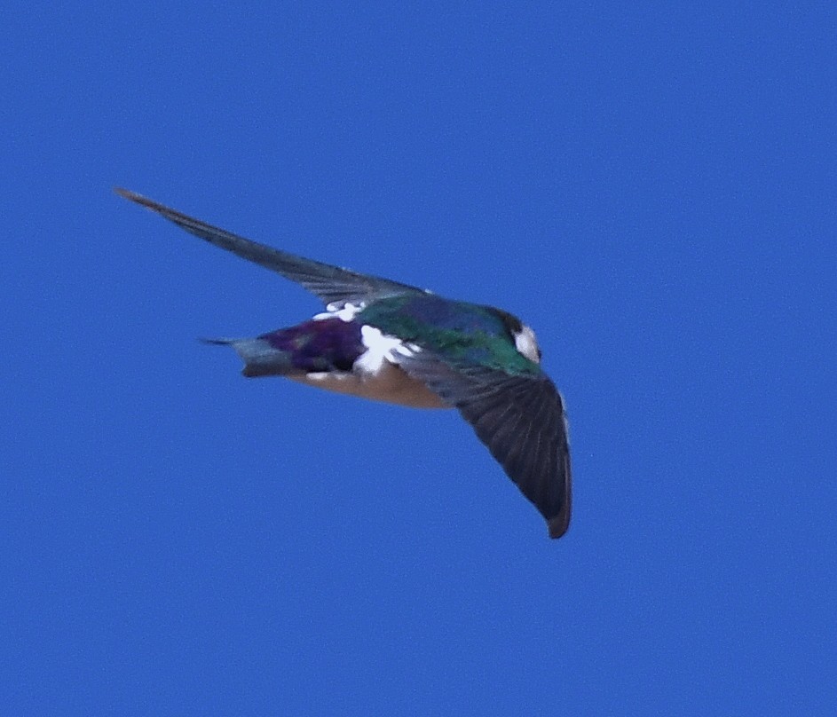 Violet-green Swallow - ML378140631