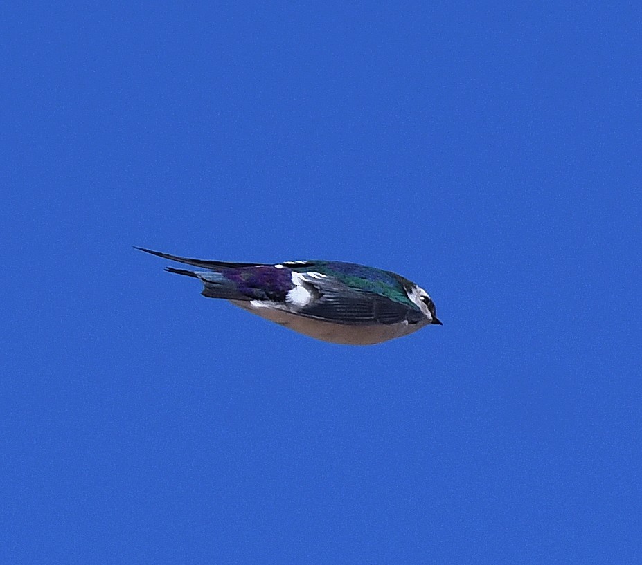 Violet-green Swallow - ML378140661