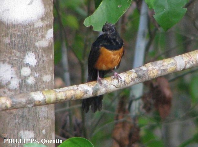 Maratua Shama - eBird