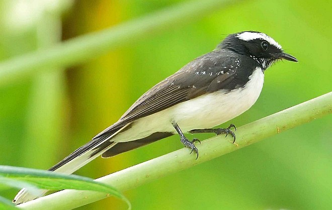 White-browed Fantail - ML378146091