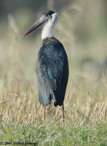 Asian Woolly-necked Stork - Nikhil Devasar