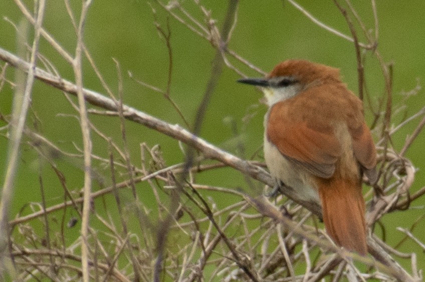 Yellow-chinned Spinetail - ML378148361