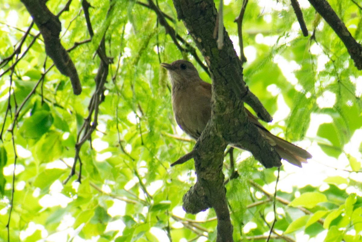 Pale-breasted Thrush - ML378150731