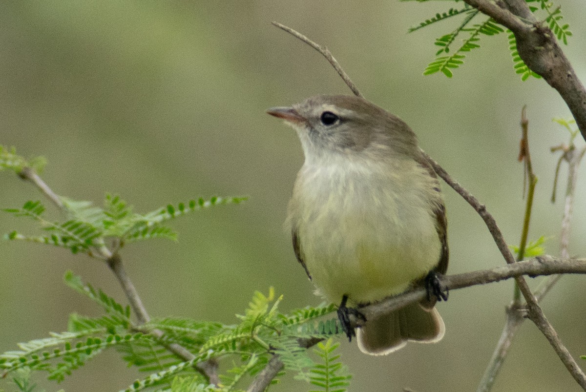 Southern Mouse-colored Tyrannulet - ML378151151