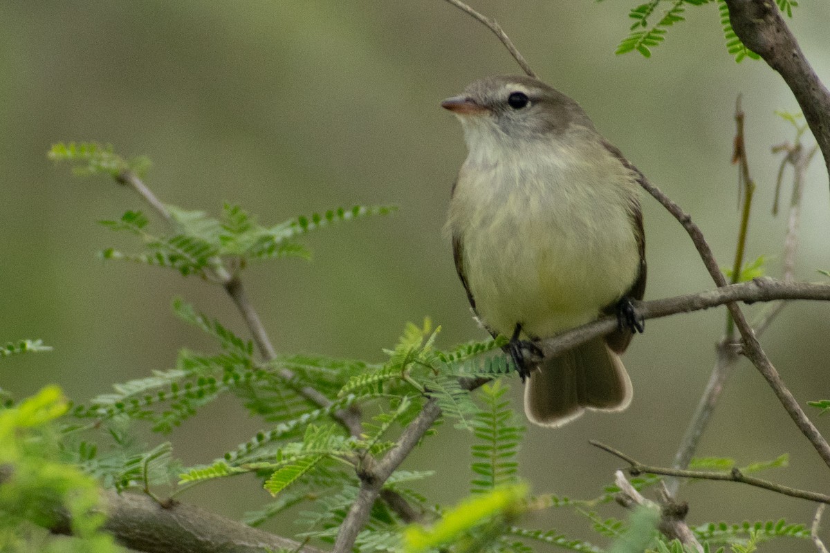 Southern Mouse-colored Tyrannulet - ML378151161