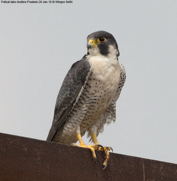 Peregrine Falcon (Tundra) - ML378151381