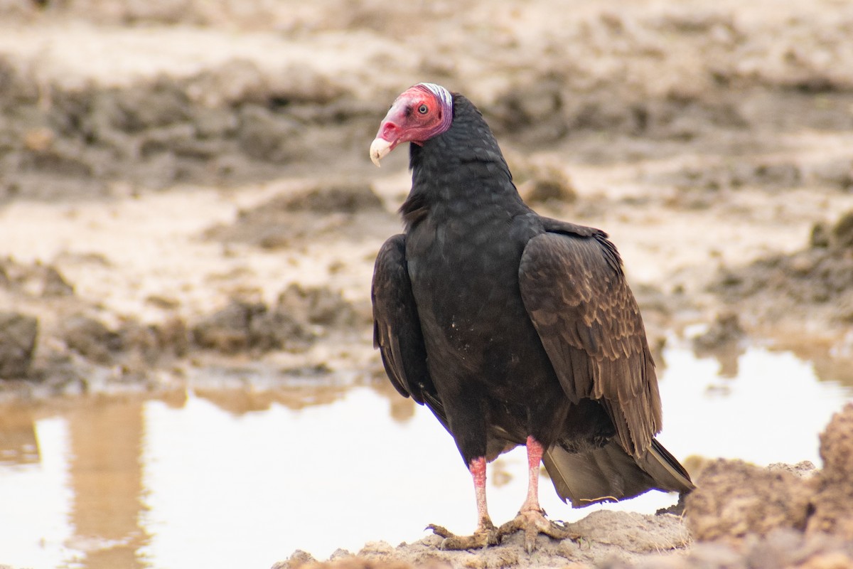 Turkey Vulture - ML378151481