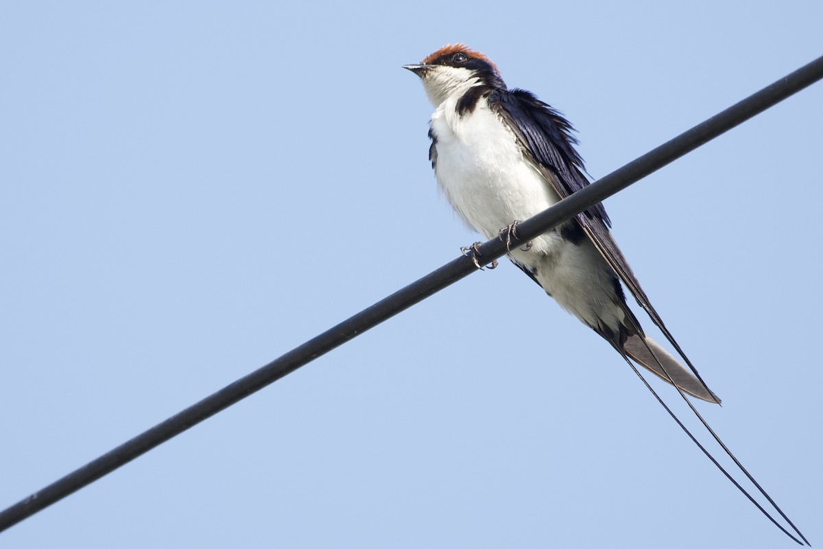 Wire-tailed Swallow - ML378151971