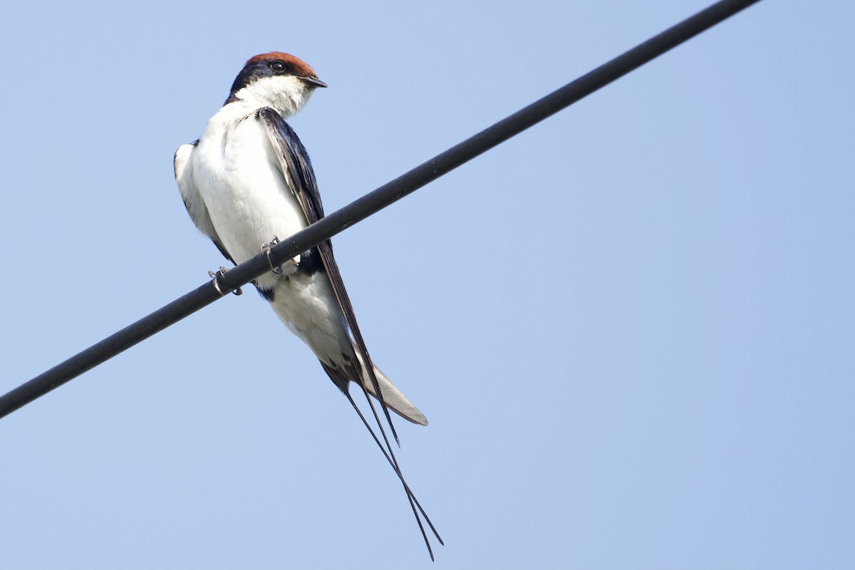 Wire-tailed Swallow - ML378151991